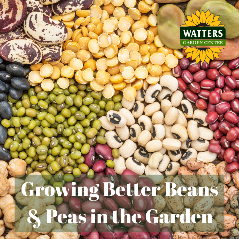 🫛Growing Better Beans & Peas in the Garden