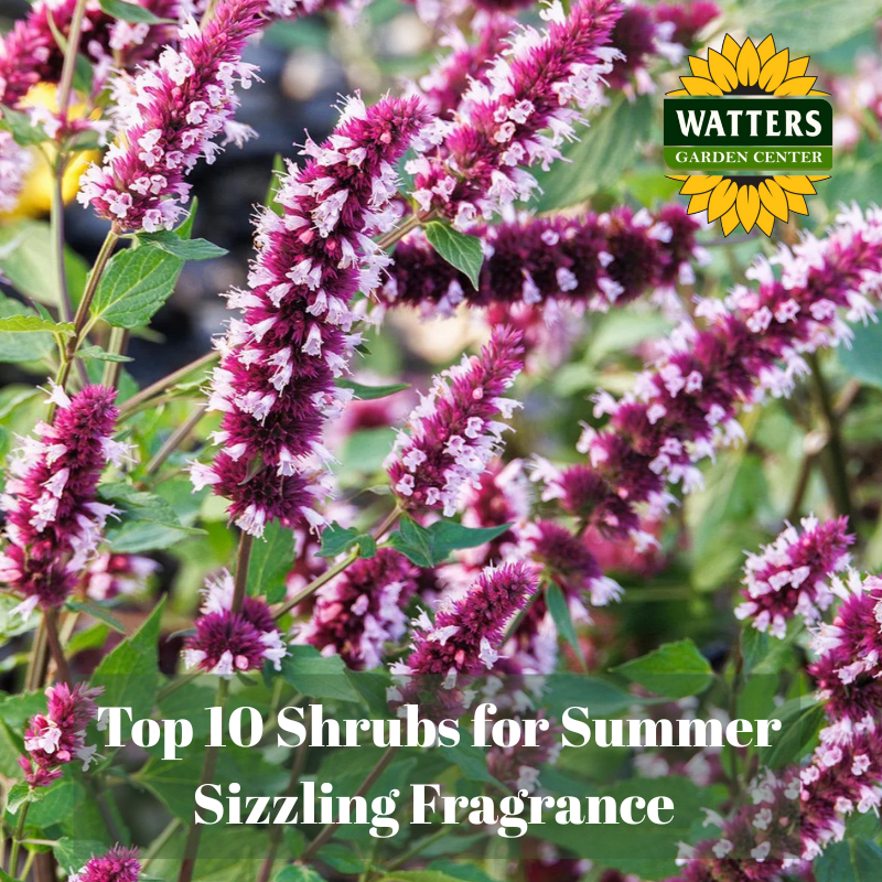 🌺 Top 10 Shrubs for Summer Sizzling Fragrance