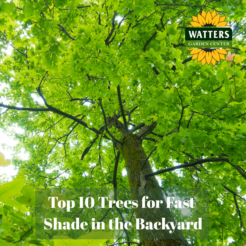 🌳 Top 10 Trees for Fast Shade in the Backyard