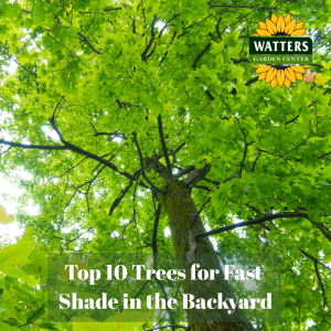 🌳 Top 10 Trees for Fast Shade in the Backyard