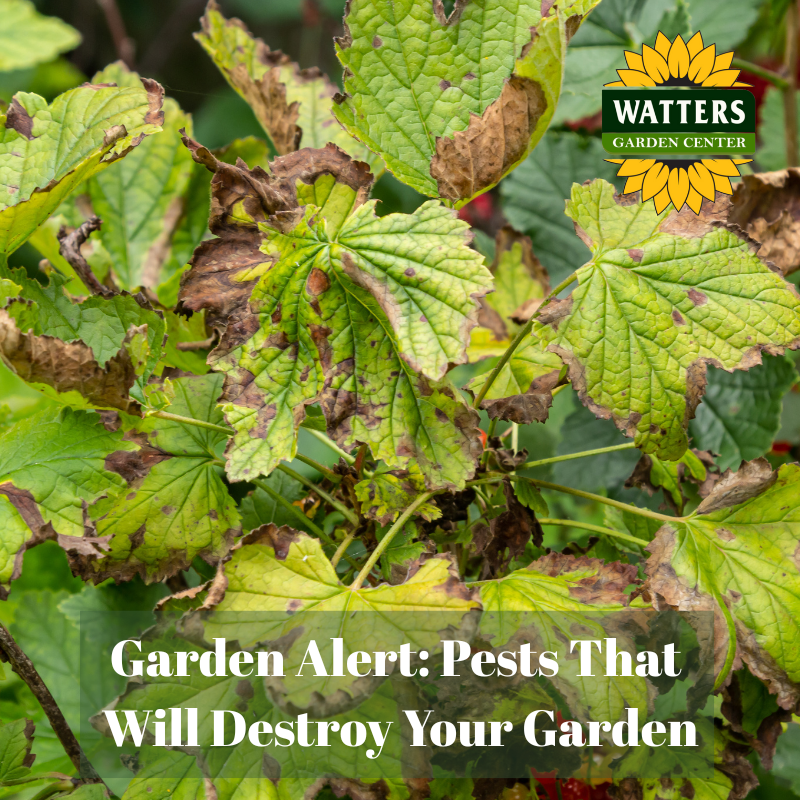 🐛Garden Alert: Pests are Ready to Destroy Your Plants!