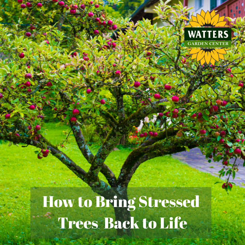 🌳 How to Bring Your Stressed Trees Back to Life