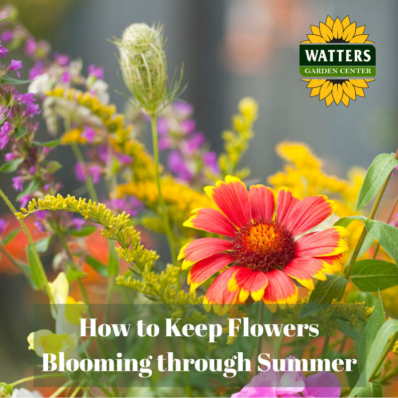 🌺 Q and A: How to Keep Flowers Blooming Through Summer