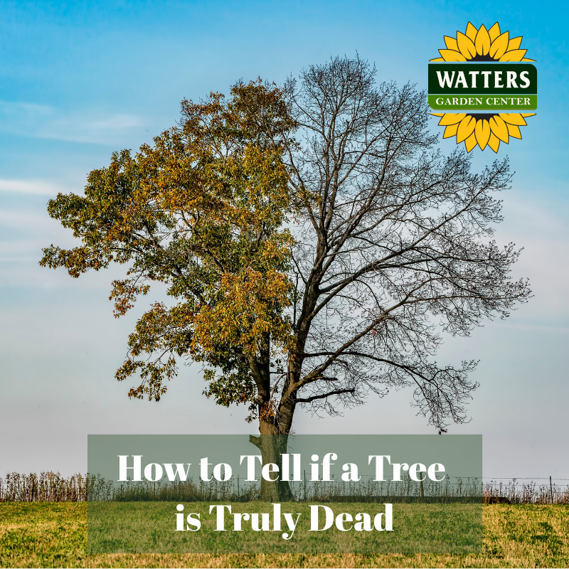 🌳 How to Tell if a Tree is Truly Dead
