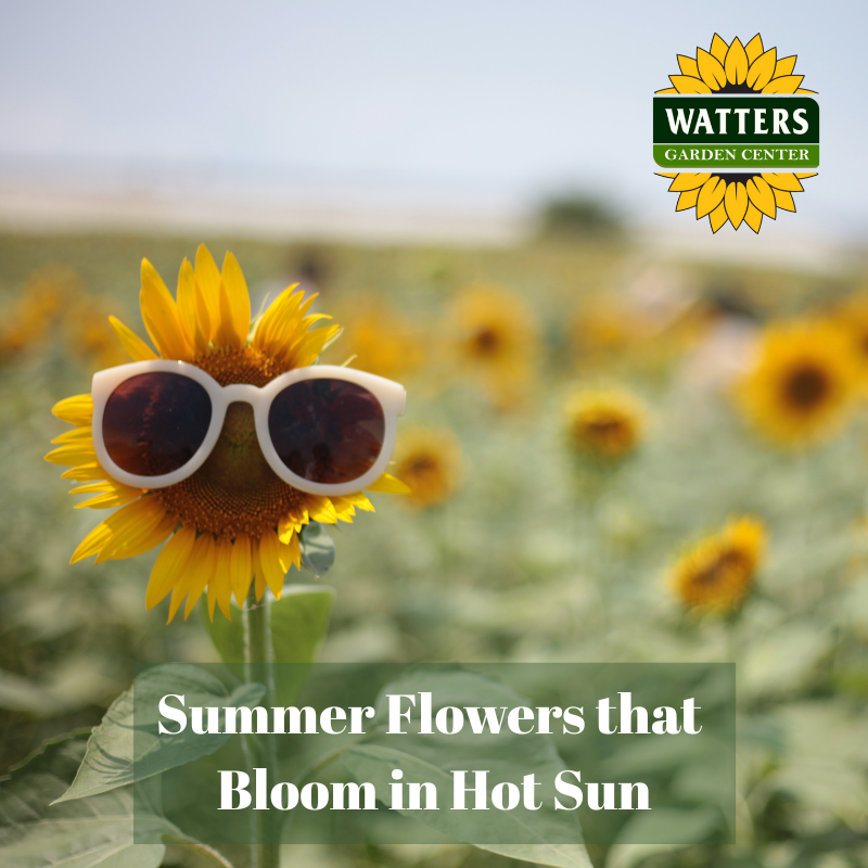 🌺 Summer Flowers That Bloom in Hot Sun