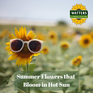 🌺 Summer Flowers That Bloom in Hot Sun