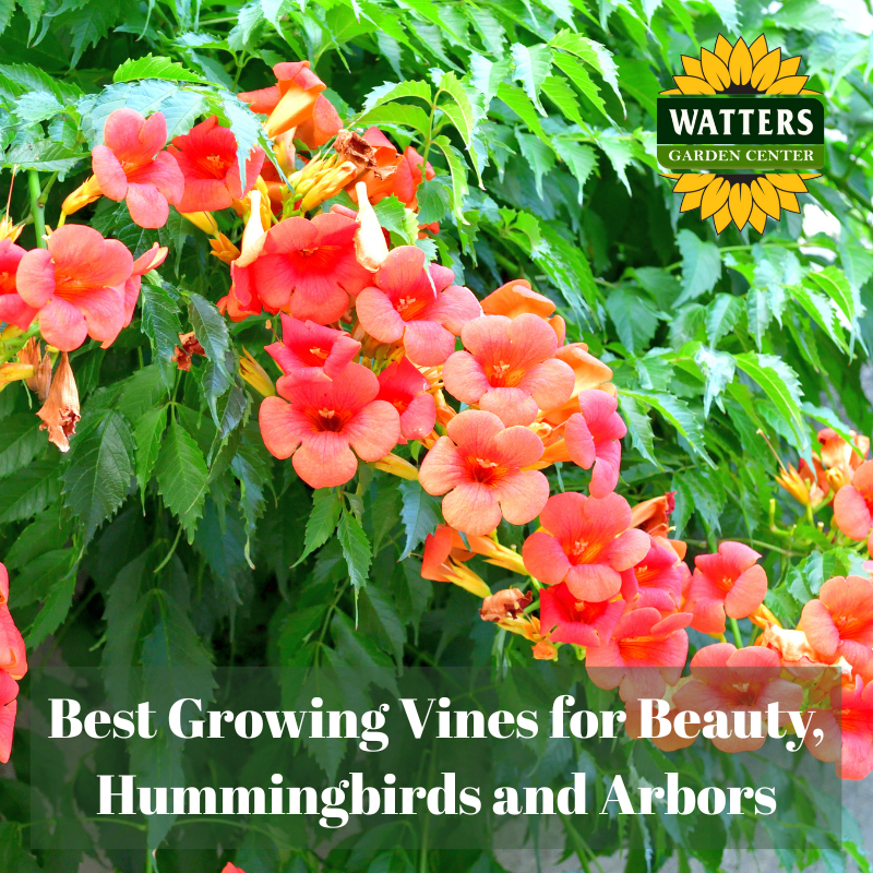 🌸 Best Growing Vines for Beauty, Hummingbirds and Arbors