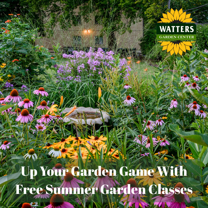 🍅Up Your Garden Game With Free Summer Classes!