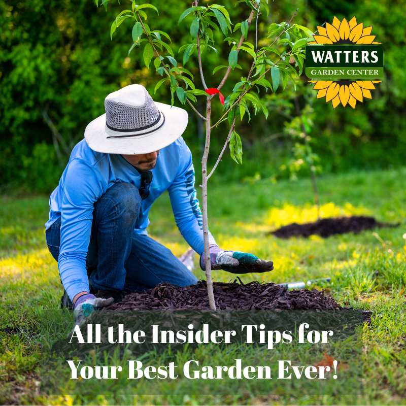 🎙️Welcome to Episode 25 – 23 of The Mountain Gardener Podcast with Ken and Lisa Lain!