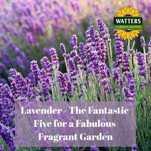 🪻Lavender - The Fantastic Five for a Fabulous Fragrant Gardens