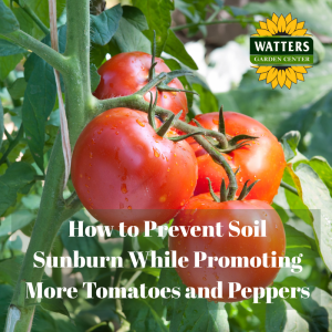 🍅 How to Prevent Soil Sunburn while Promoting more Tomatoes and Peppers