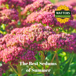 🪴The Best Sedums of Summer