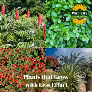🌺 Plants that Grow With Less Effort