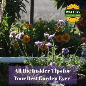 🎙️Welcome to Episode 25 – 25 of The Mountain Gardener Podcast with Ken and Lisa Lain!