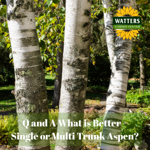 🌳 Q and A: What is Better - Single or Multi Trunk Aspen?