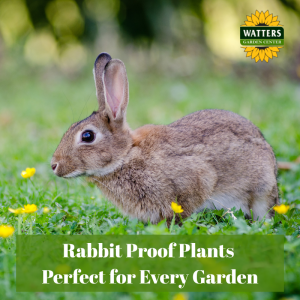 🐇 Rabbit Proof Plants Perfect for Every Garden