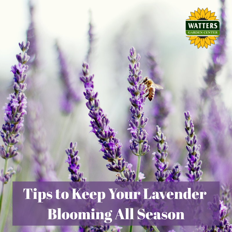 🪻Lush Lavender Secrets to Keep them Blooming all Season