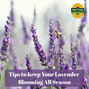 🪻Lush Lavender Secrets to Keep them Blooming all Season