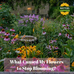 🌸 What’s Causing My Flowers to Stop Blooming and Disappear?