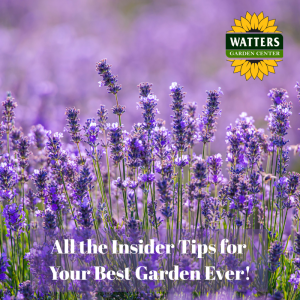 🎙️Welcome to Episode 25 – 24 of The Mountain Gardener Podcast with Ken and Lisa Lain!