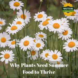 🪴Why Plants Need Summer Food to Thrive
