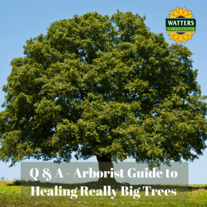 🌳 Q and A: Arborist Guide to Healing Really Big Trees