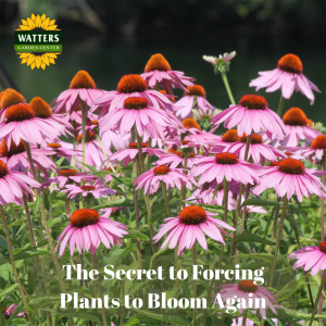 🌸 The Secret to Forcing Plants to Bloom Again