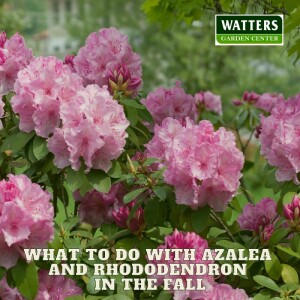 🌼What to do with Azalea and Rhododendron in the Fall🌼