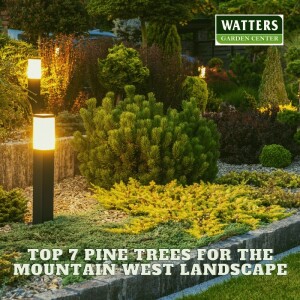 🌲Mountain Majesty - Top 7 Pine Trees for the Mountain West Landscape🌲