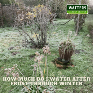 🚿How Much Do I Water after Frost Through Winter🚿