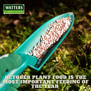 🍂Why October Plant Food is the Most Important Feeding of the Year 🍂