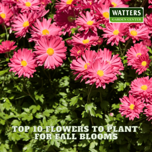 🌻Top 10 Flowers to Plant for Fall Blooms🌻