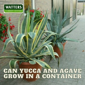 🌵Can Yucca and Agave Grow in a Container🌵