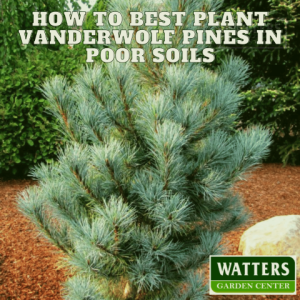 🌲How to Best Plant Evergreen Vanderwolf Pines in Poor Soils🌲