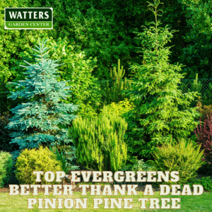 🌲Top Evergreens Better Thank a Dead Pinion Pine Tree 🌲