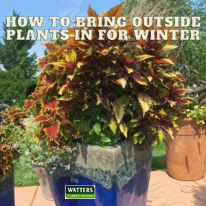 🪴How to Bring Outside Plants In for Winter🪴