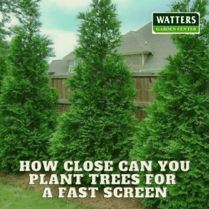 🌲How Close Can You Plant Trees for a Fast Screen 🌲