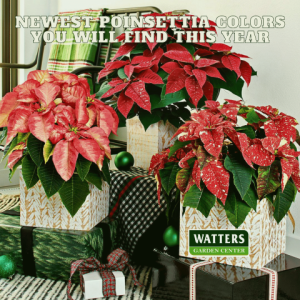 🎁Newest Poinsettia Colors You Will Find this Year🎁