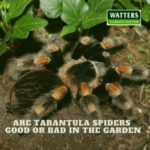 🕷️Are Tarantula Spiders Good or Bad in the Garden🕷️