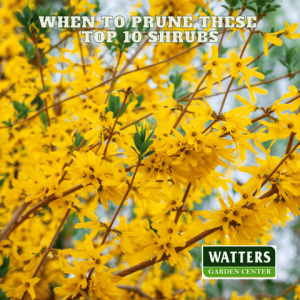 🌱When To Prune These Top 10 Shrubs🌱