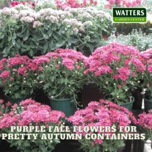 🪻Purple Fall Flowers for Pretty Autumn Containers🪻