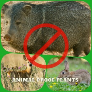 🐇 Animal Proof Plants the Deer Rabbits and Javelina Leave Alone 🐇