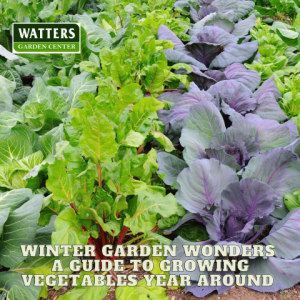 🥦Winter Garden Wonders - A Guide to Growing Vegetables Year Around🥦