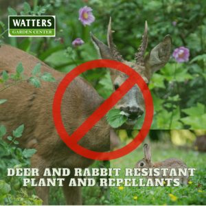 🐇Top 10 Deer & Rabbit Proof Plants and Repellents 🐇