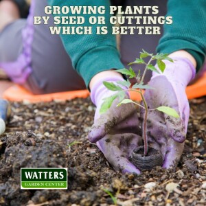 🌱Growing Plants by Seed or Cuttings - Which is Better🌱