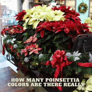 🌺How Many Poinsettia Colors are There Really🌺