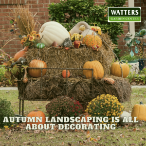 🎃 Autumn Landscaping is All About Decorating🎃