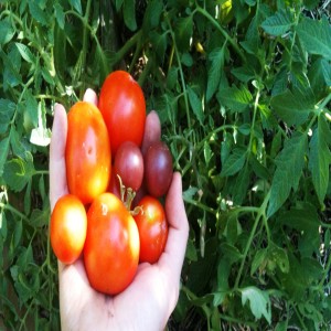 Growing Larger Tomatoes that Melt in Your Mouth