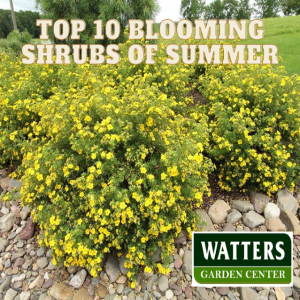 Top 10 Bright Blooming Shrubs of Summer