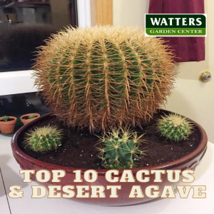 Top 10 Cactus & Agave for Mountain Landscapes